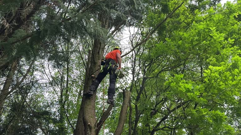 Professional Tree Removal and Landscaping Services in Spring Valley, AZ